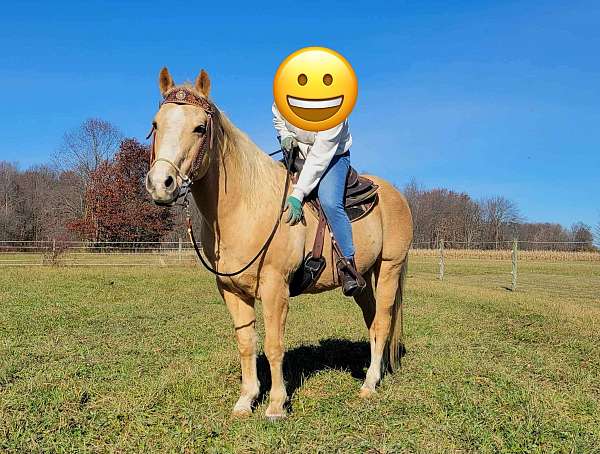 palomino-apha-aqha-gelding