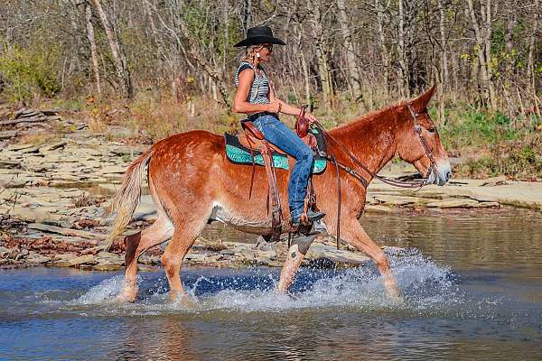 family-horse-tennessee-walking