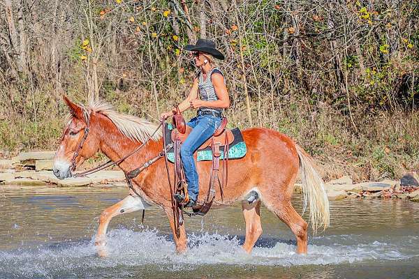 tennessee-walking-horse