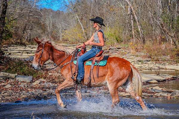 trail-tennessee-walking-horse