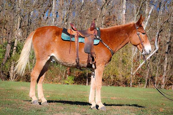 missouri-fox-trotter-tennessee-walking-horse