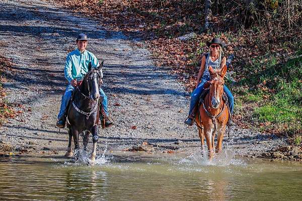 mule-tennessee-walking-horse