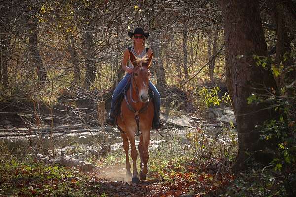 all-around-tennessee-walking-horse