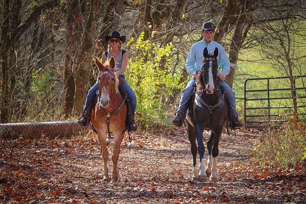 athletic-tennessee-walking-horse