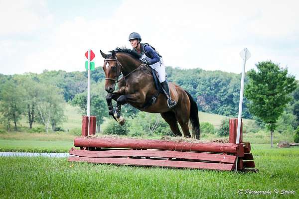 beginner-hanoverian-oldenburg-horse