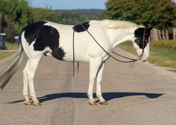 tobiano-bald-face-horse