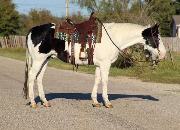 family-horse-quarter