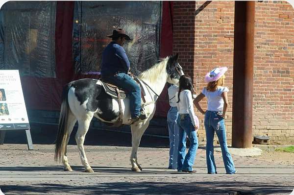 ranch-work-quarter-horse