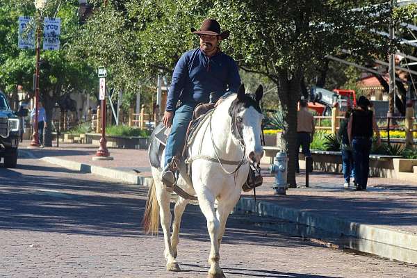 all-around-quarter-horse