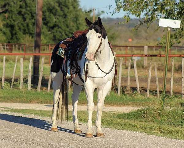 paint-quarter-horse