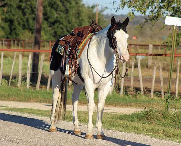 trail-quarter-horse