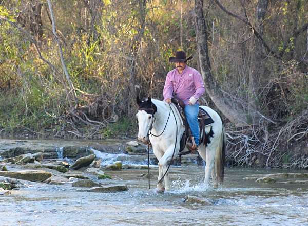 flashy-quarter-horse