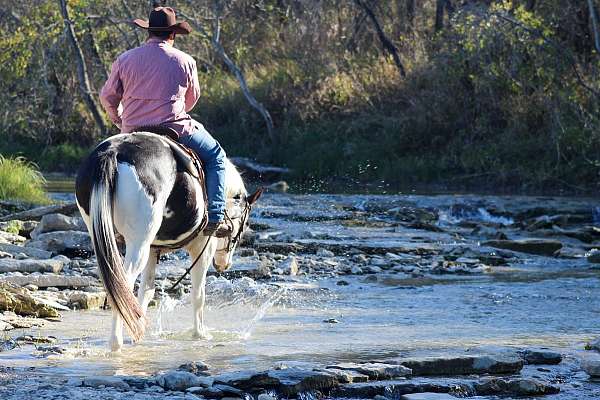 kid-safe-quarter-horse