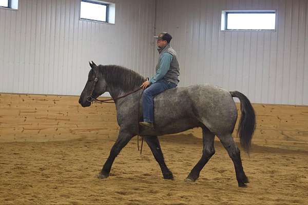 quarter-horse-percheron