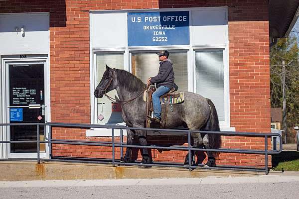 beginner-safe-percheron-horse