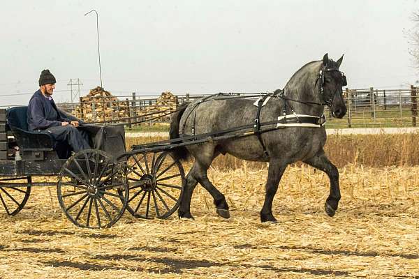 family-horse-percheron