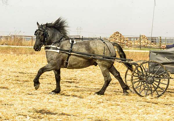 trail-percheron-horse