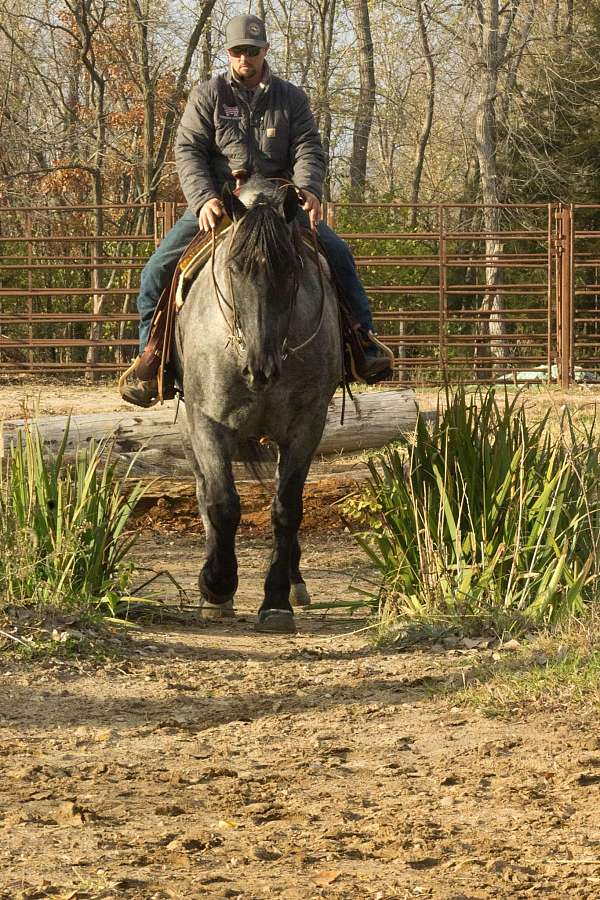 percheron-horse