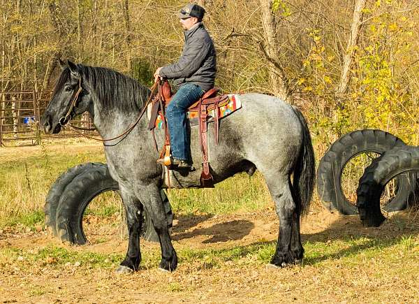 all-around-percheron-horse