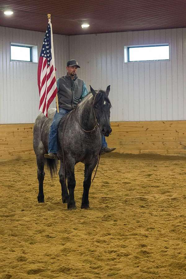 athletic-percheron-horse