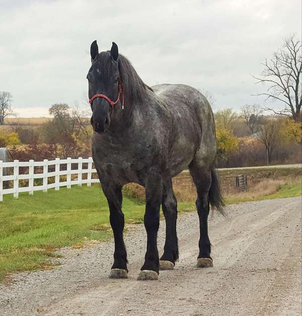 beginner-percheron-horse