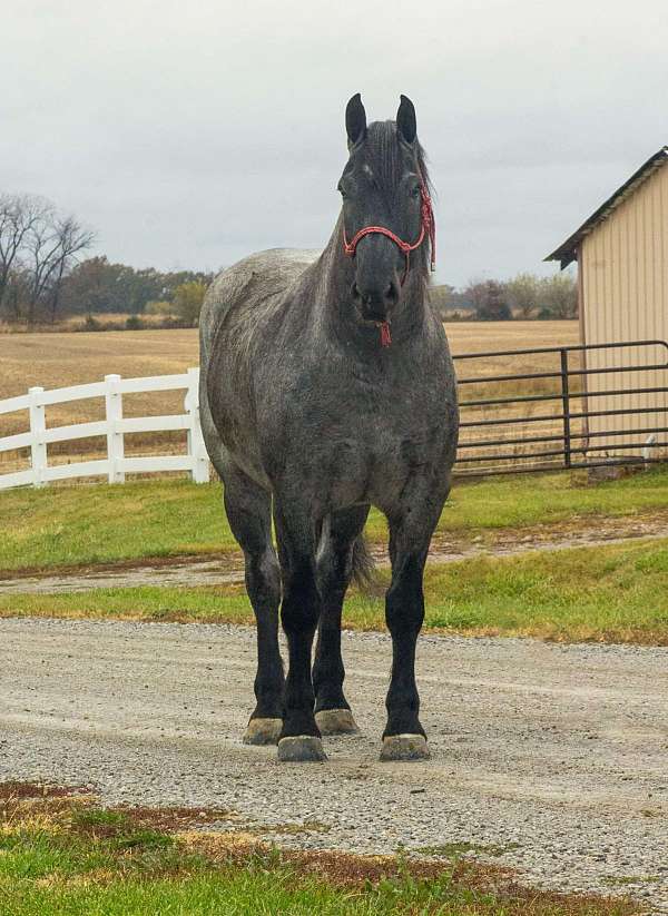 experienced-percheron-horse