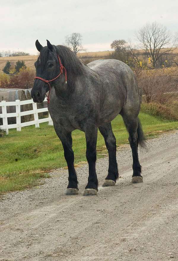 flashy-percheron-horse