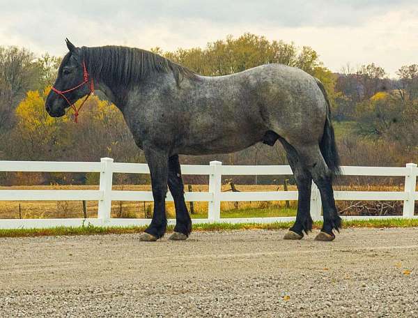 kid-safe-percheron-horse