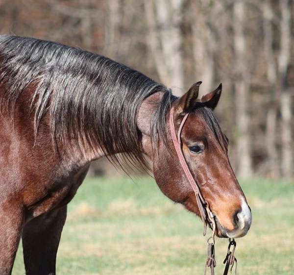 beginner-safe-quarter-horse