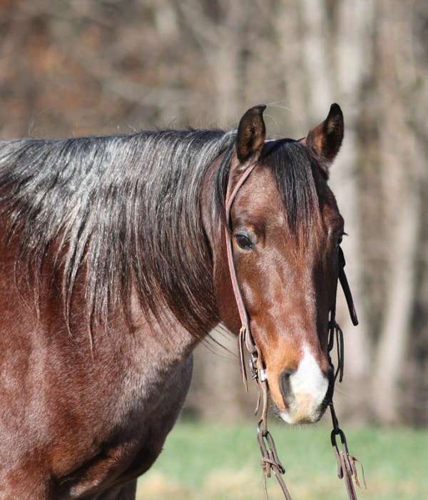 ranch-work-quarter-horse