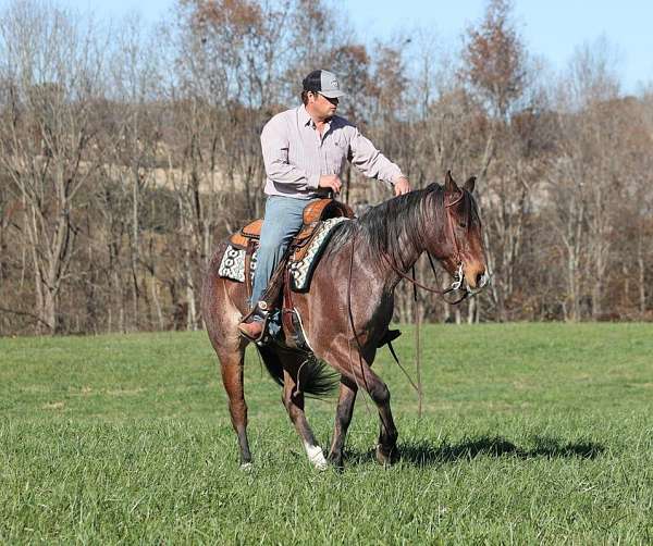 all-around-quarter-horse