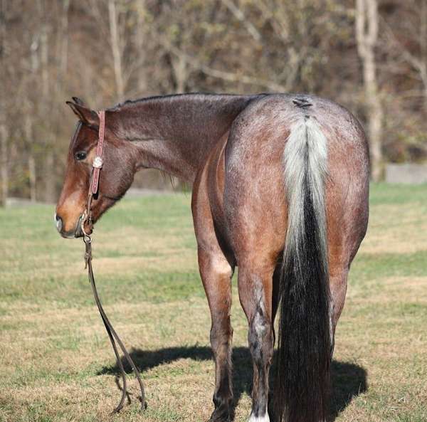 family-horse-quarter