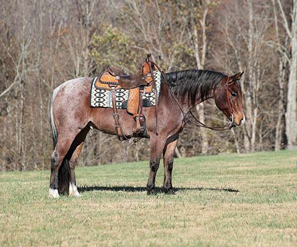 trail-quarter-horse