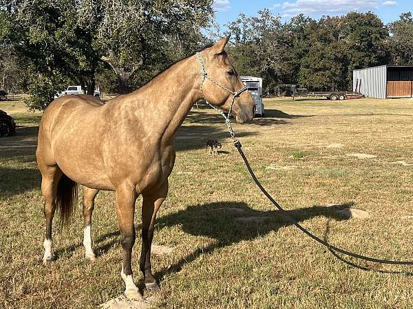 all-quarter-horse