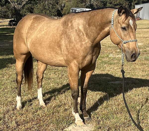 all-around-quarter-horse