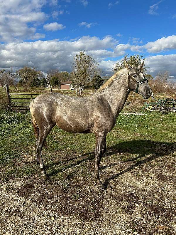 andalusian-filly