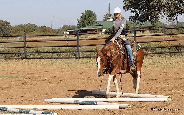 all-around-quarter-horse