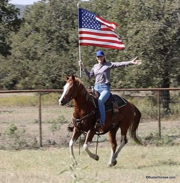 trail-quarter-horse