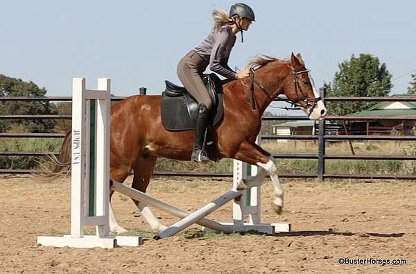 beginner-quarter-horse