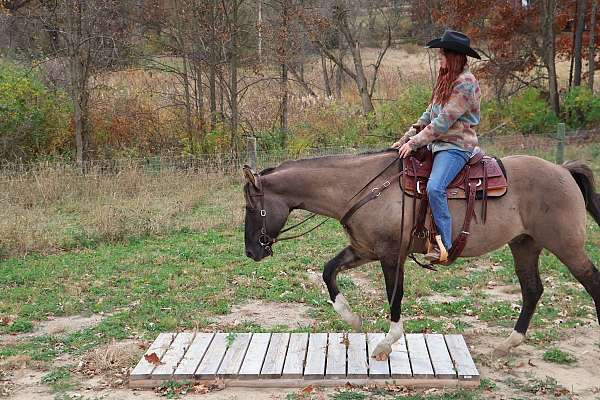 hunt-seat-equitation-quarter-horse