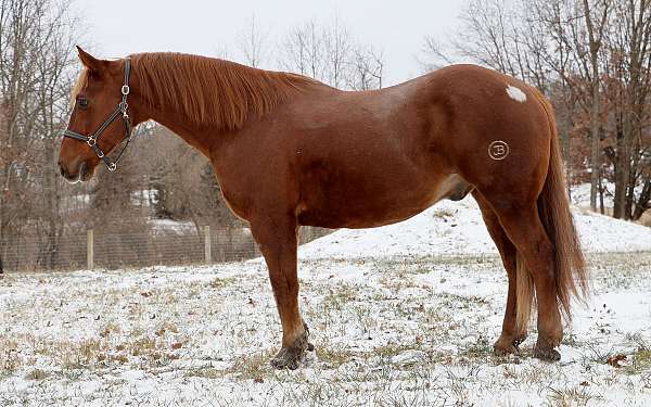 grulla-western-dressag-horse