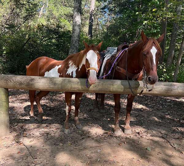 dressage-quarter-horse