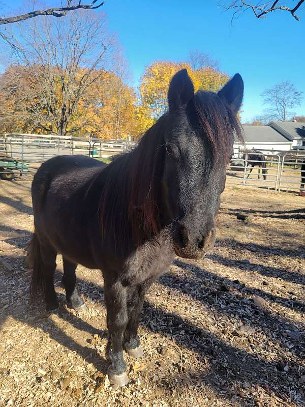 bombproof-miniature-horse