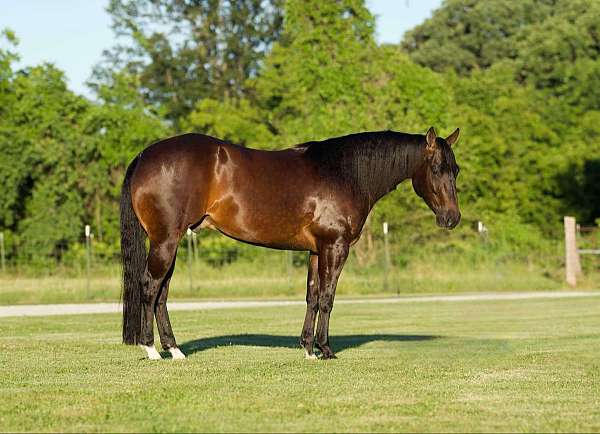 beginner-safe-quarter-horse