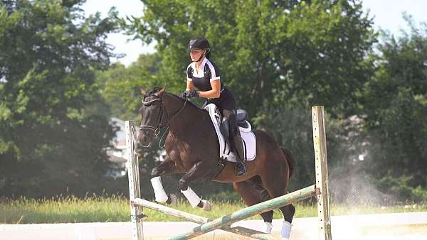 ranch-work-quarter-horse