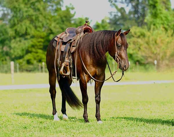 family-horse-quarter