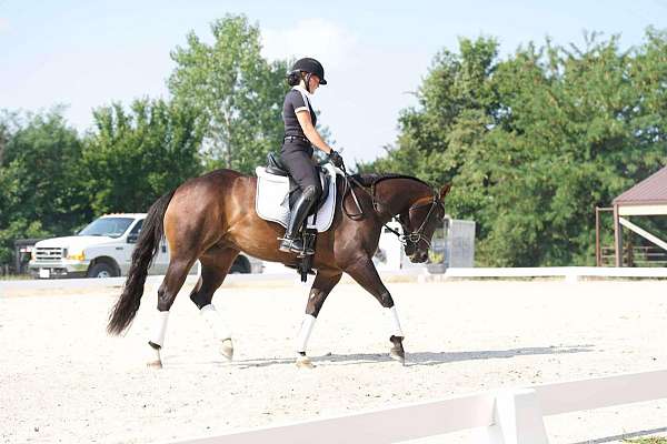 beginner-quarter-horse