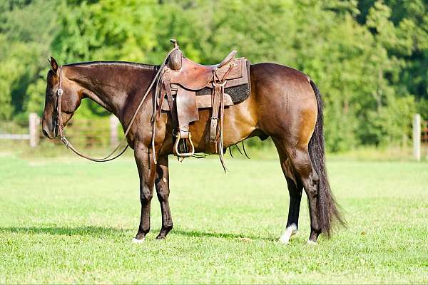 husband-safe-quarter-horse