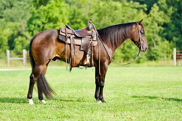 kid-safe-quarter-horse