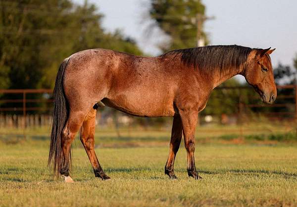 bay-sock-horse